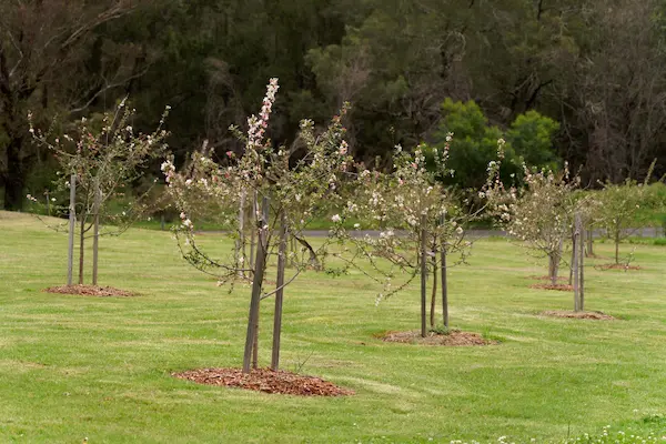 Crab Apple Trees